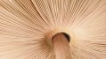Amazon fungi pigment study © Muriel de Seze Getty Images